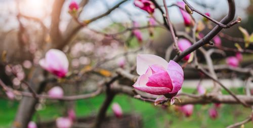 Japanese Magnolias 1